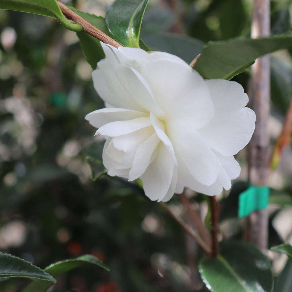 Camellia Early Pearly Image