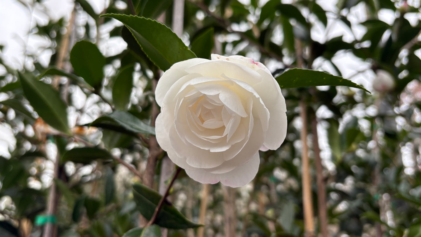 Camellia Early Pearly 3