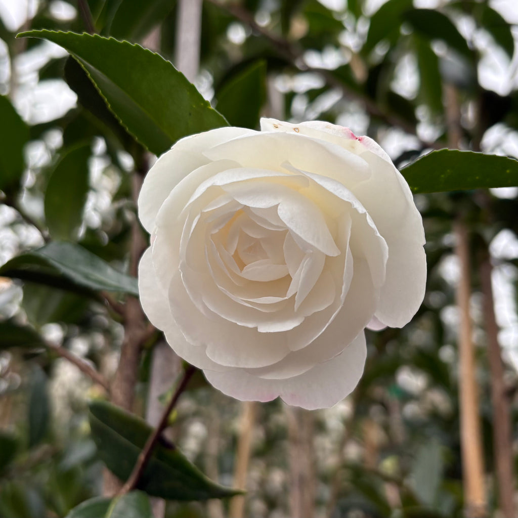 Camellia Early Pearly Image