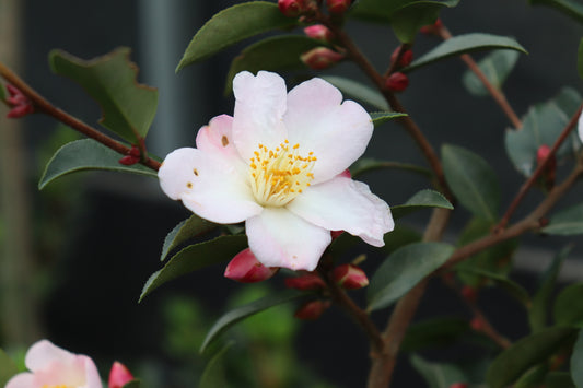 Camellia Fairy Blush flower