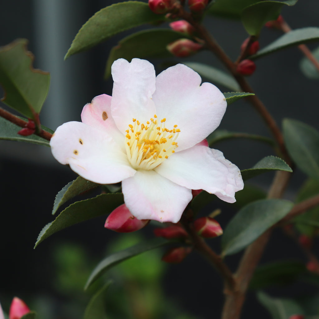 Camellia Fairy Blush Image