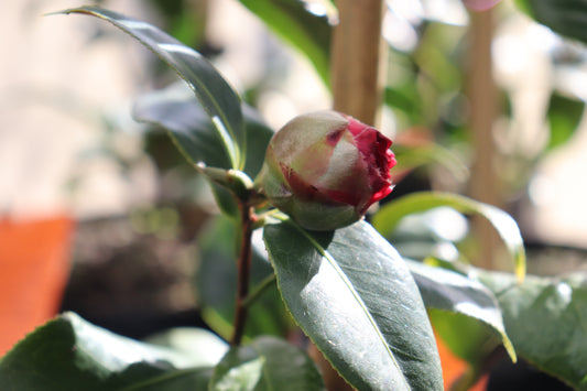Camellia Les Jury