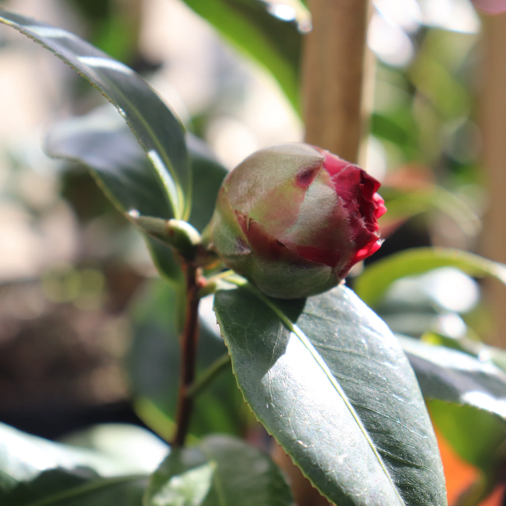 Camellia Les Jury Image