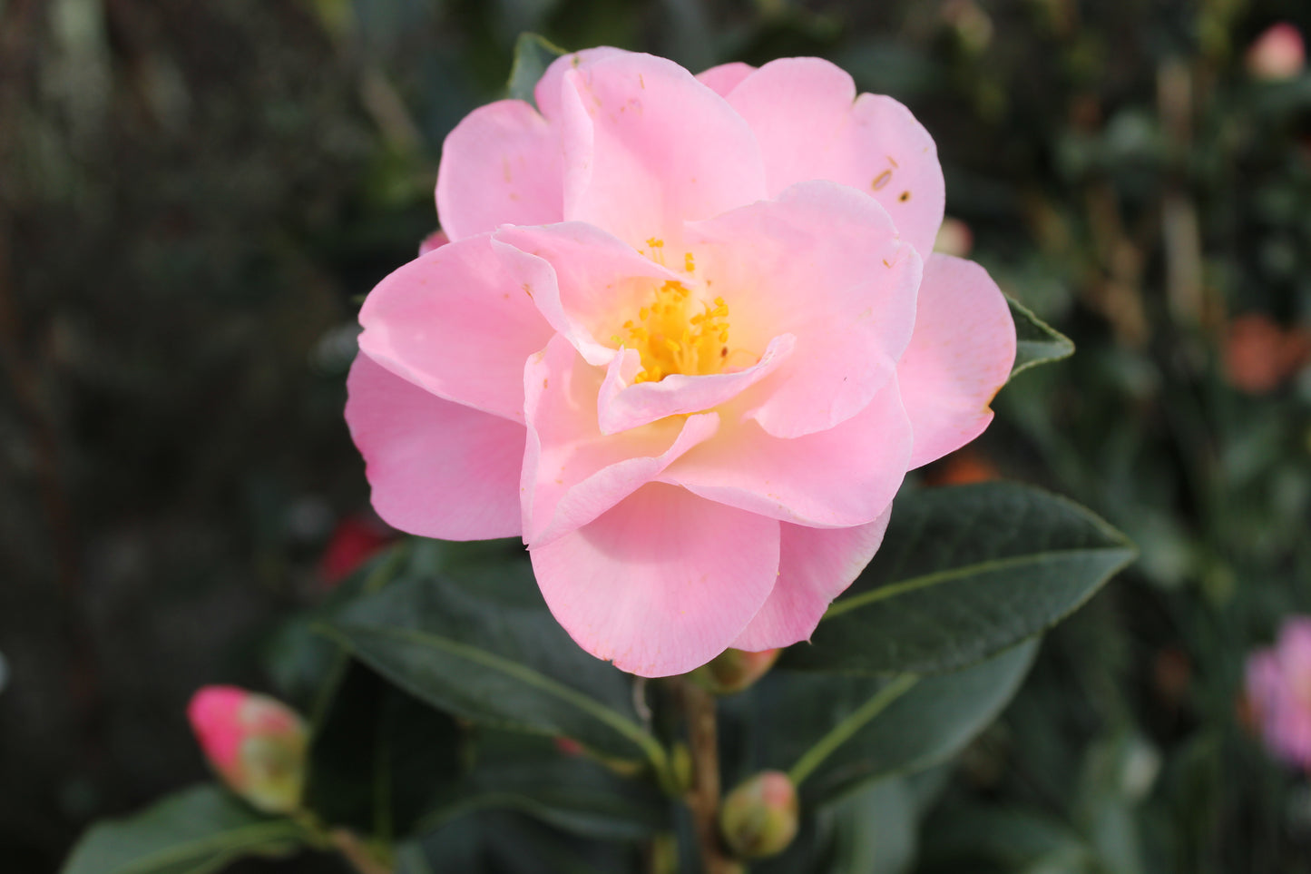 Camellia Nicky Crisp