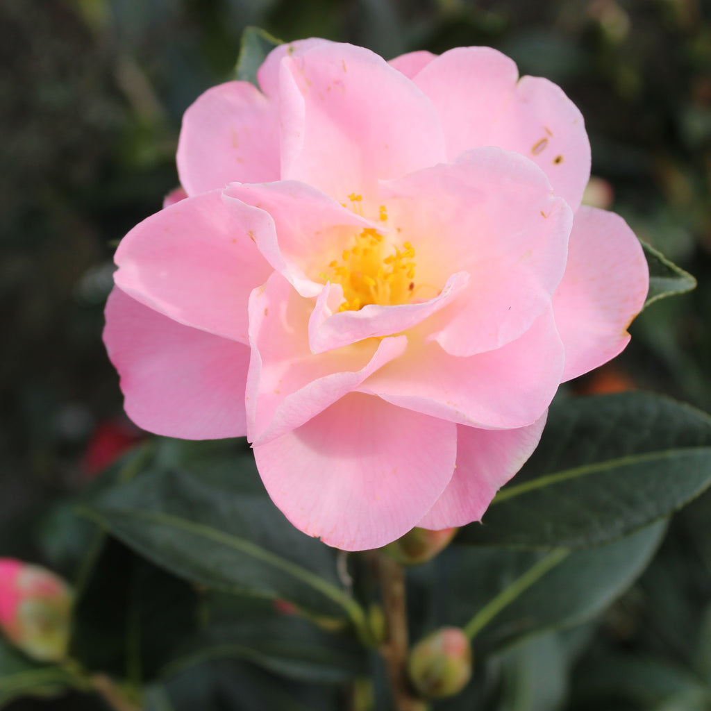 Camellia Nicky Crisp Image