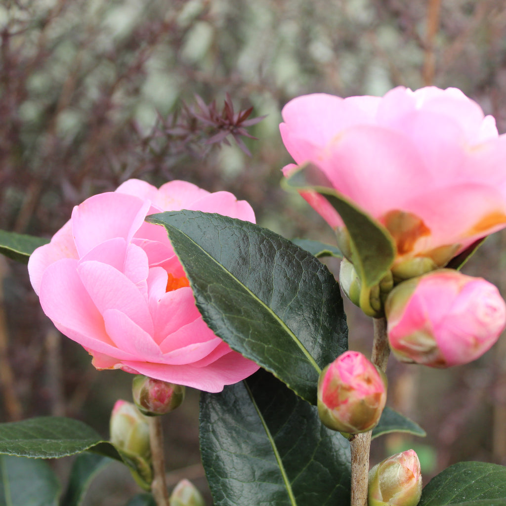 Camellia Nicky Crisp Image
