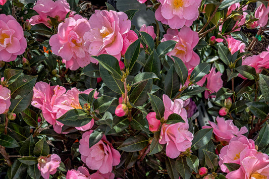 Camellia Nicky Crisp flowers