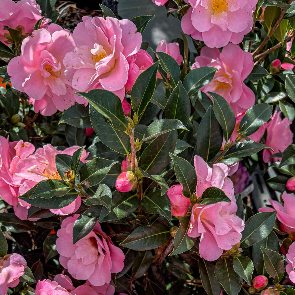 Camellia Nicky Crisp Image