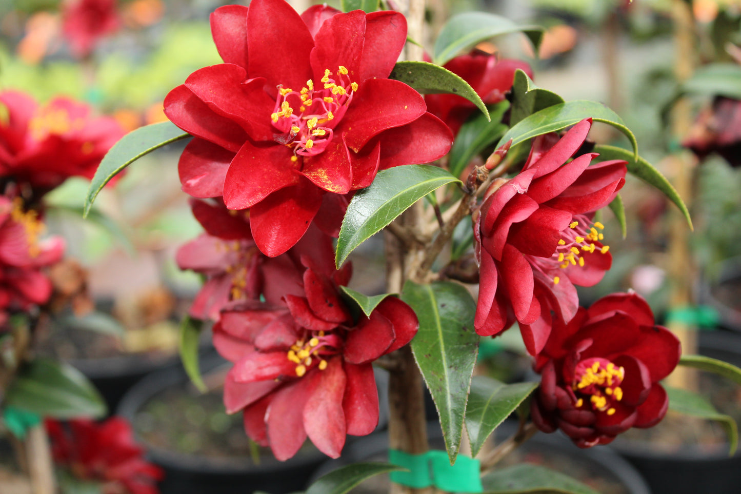 Camellia Night Rider