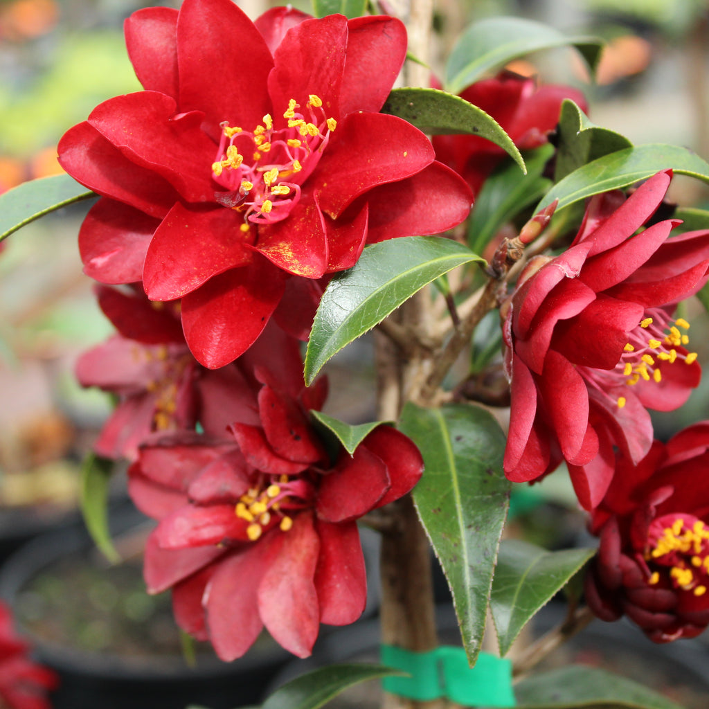 Camellia Night Rider Image