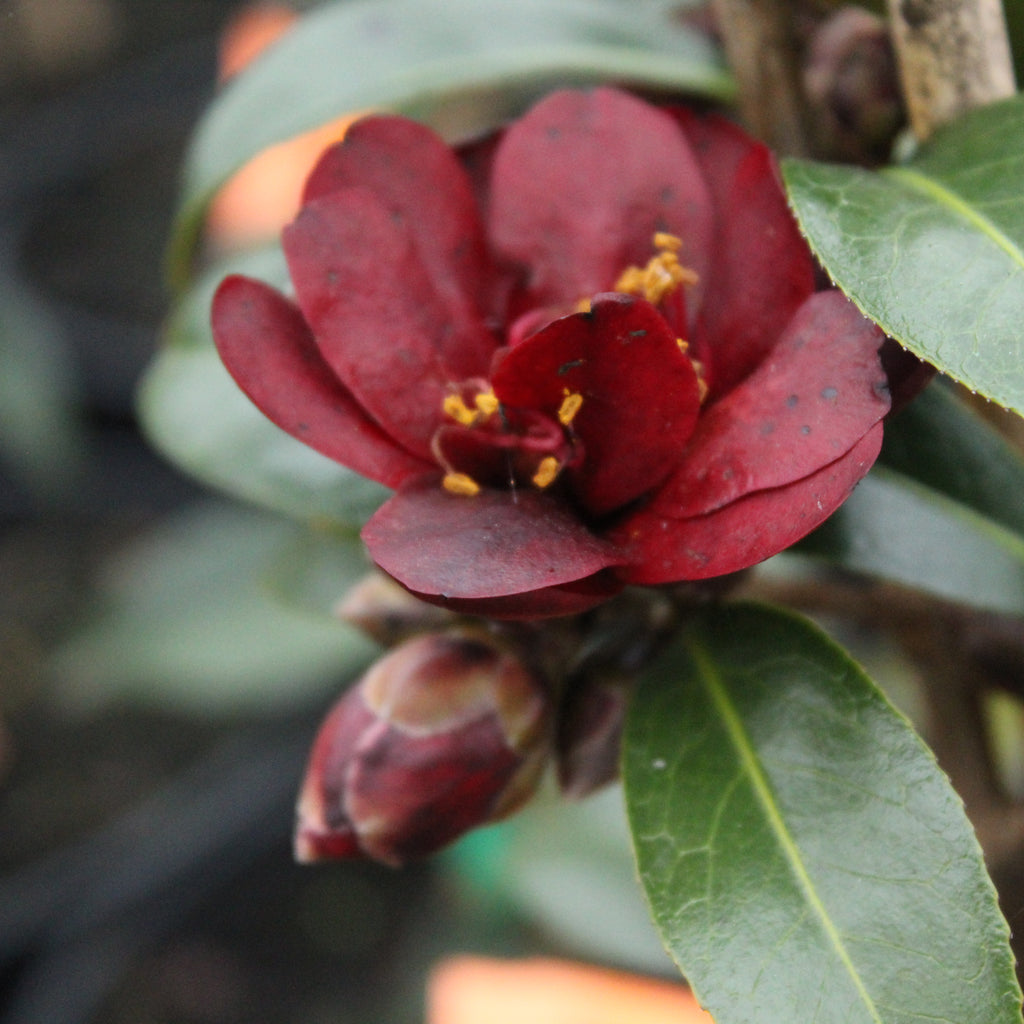 Camellia Night Rider Image