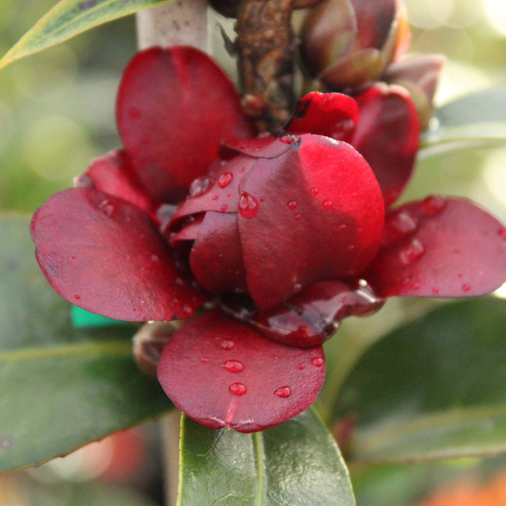 Camellia Night Rider Image