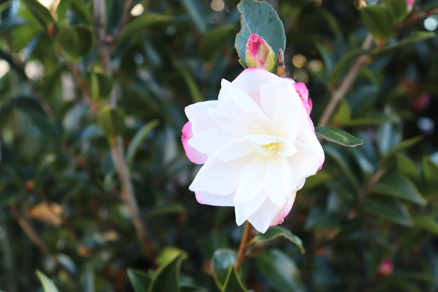 Camellia Paradise Blush