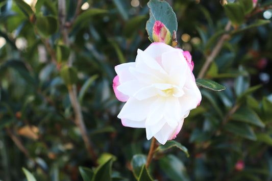 Camellia Paradise Blush