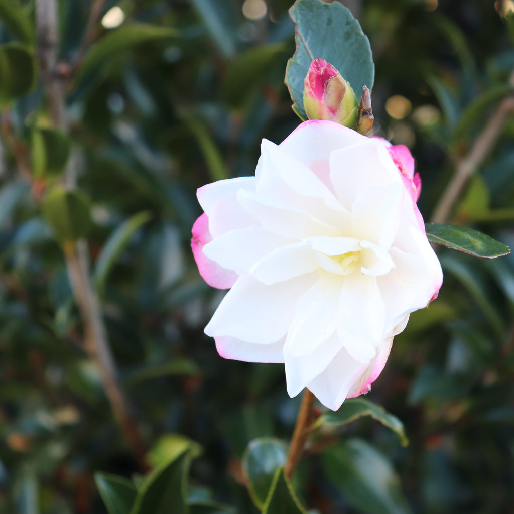 Camellia Paradise Blush Image