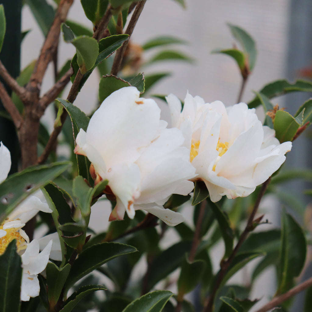 Camellia Petite White Image