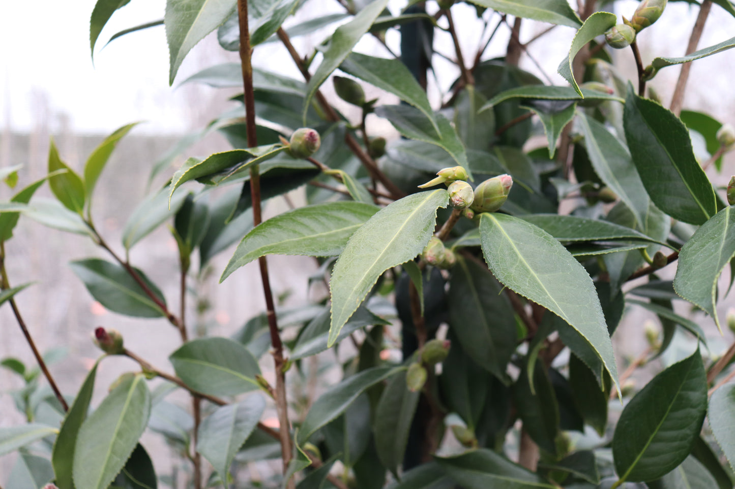 Camellia Royal Velvet