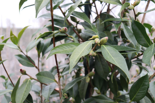 Camellia Royal Velvet