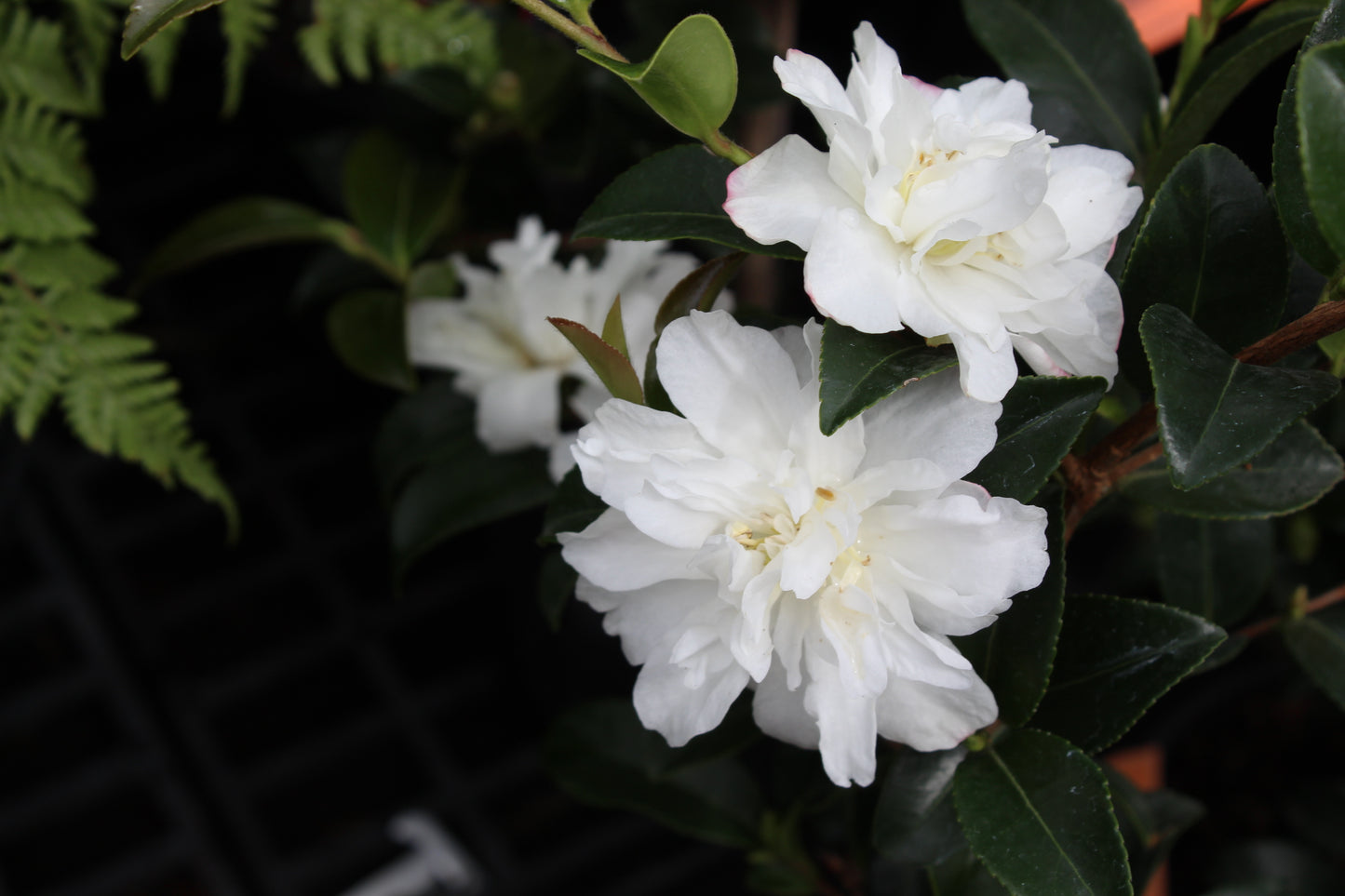 Camellia Silver Dollar