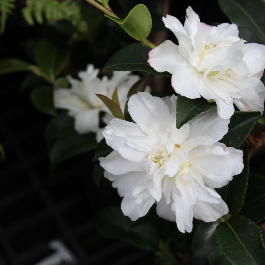 Camellia Silver Dollar Image
