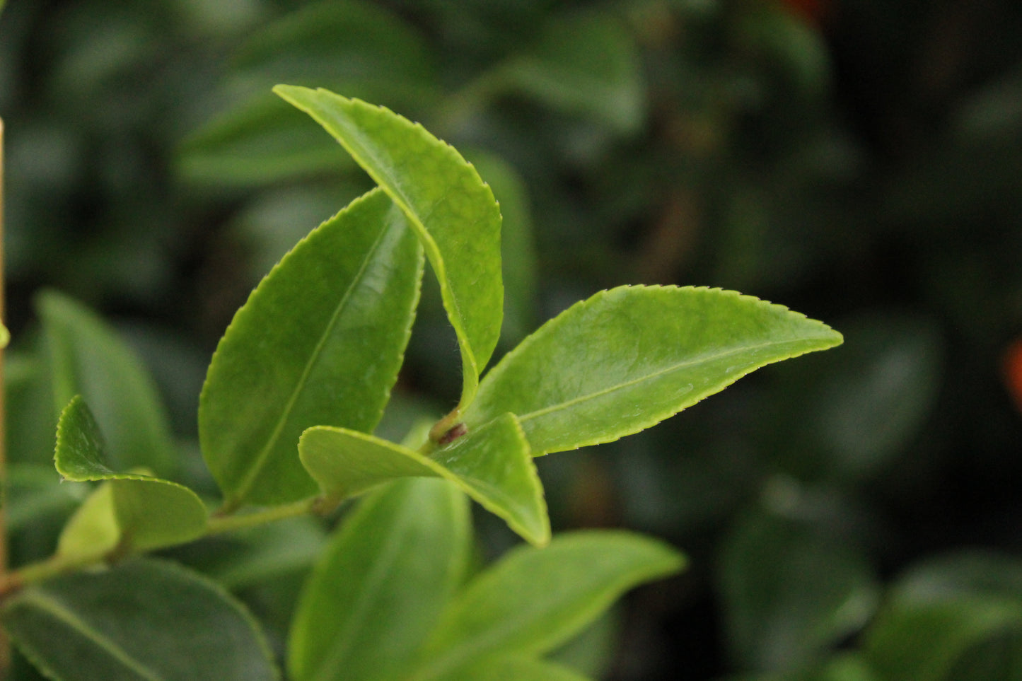 Camellia Silver Dollar 2