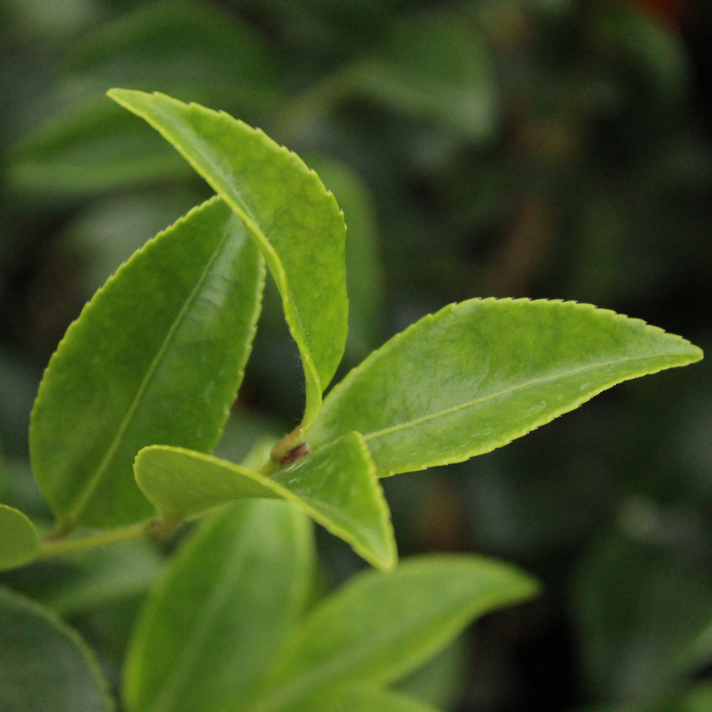 Camellia Silver Dollar Image