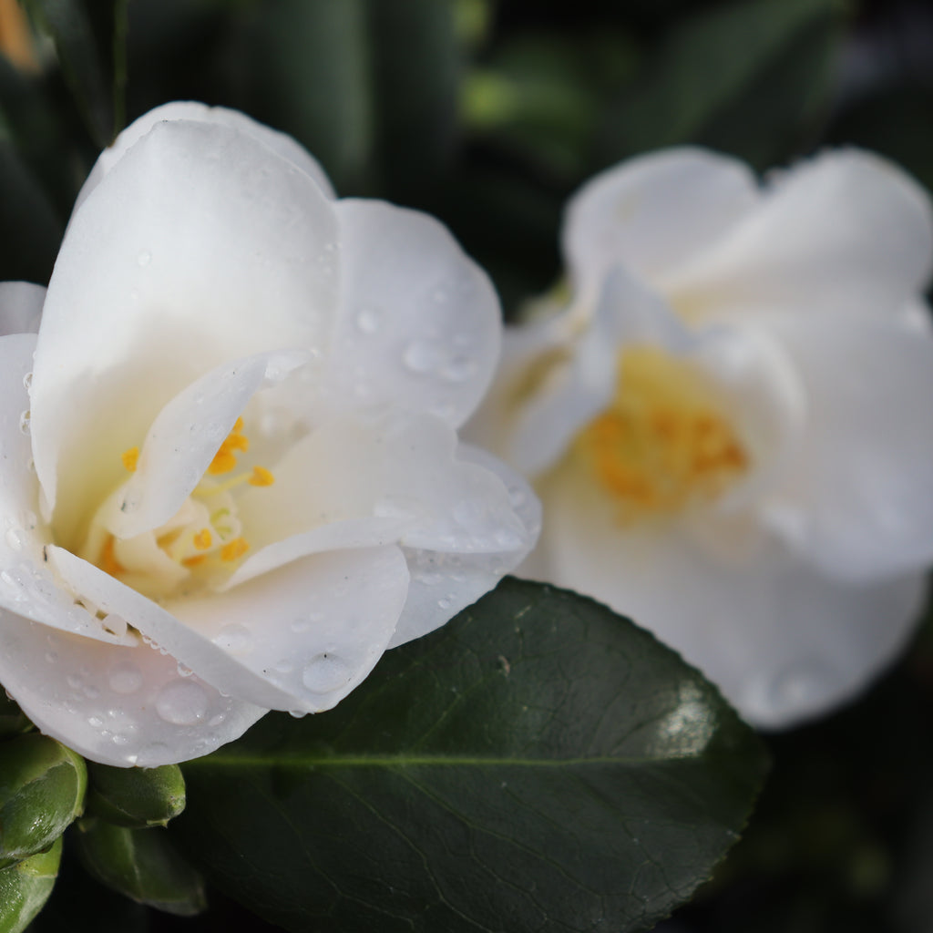 Camellia Silver Tower Image