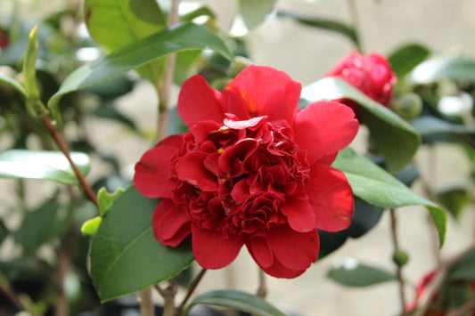 Camellia Takanini
