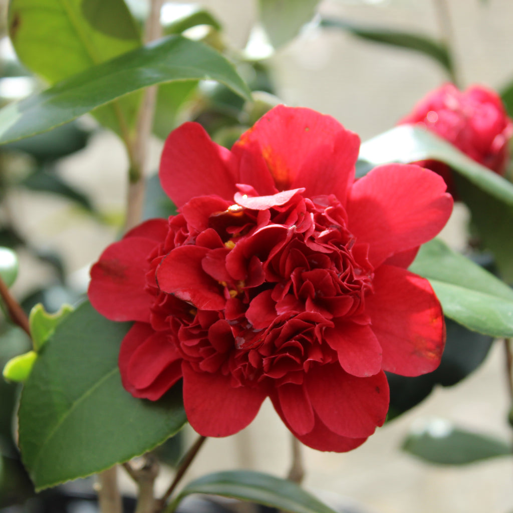 Camellia Takanini Image