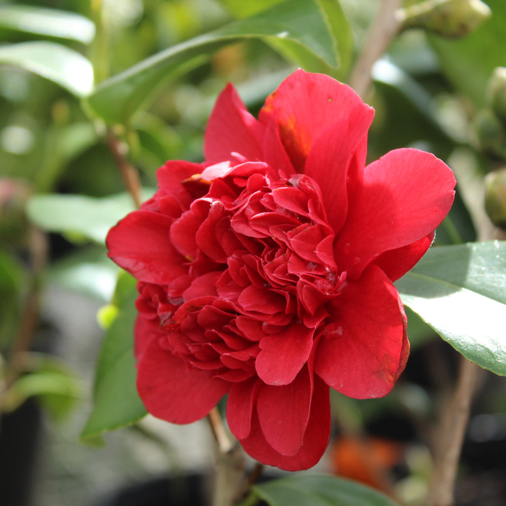 Camellia Takanini Image