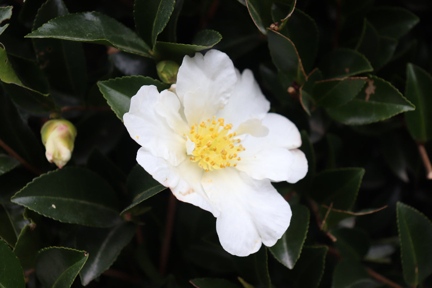 Camellia sasanqua Setsugekka