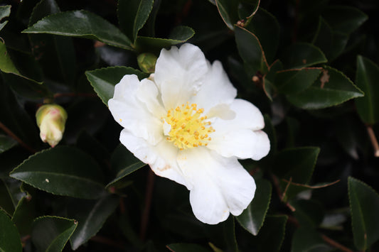 Camellia sasanqua Setsugekka