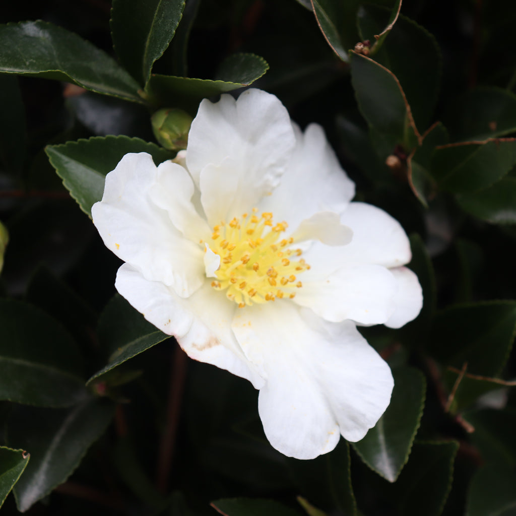 Camellia sasanqua Setsugekka Image