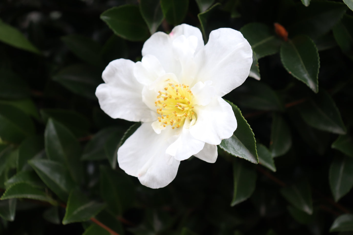 Camellia sasanqua Setsugekka 2