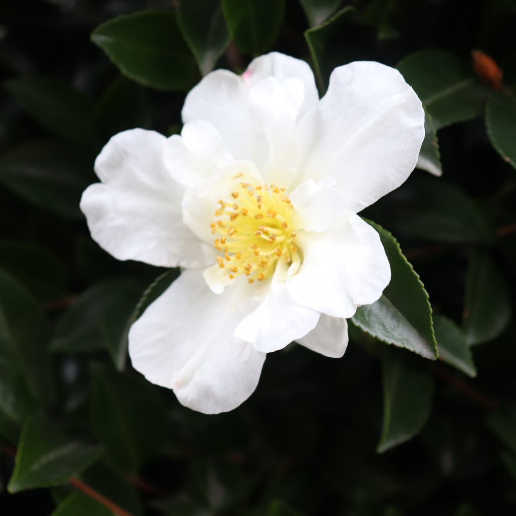 Camellia sasanqua Setsugekka Image