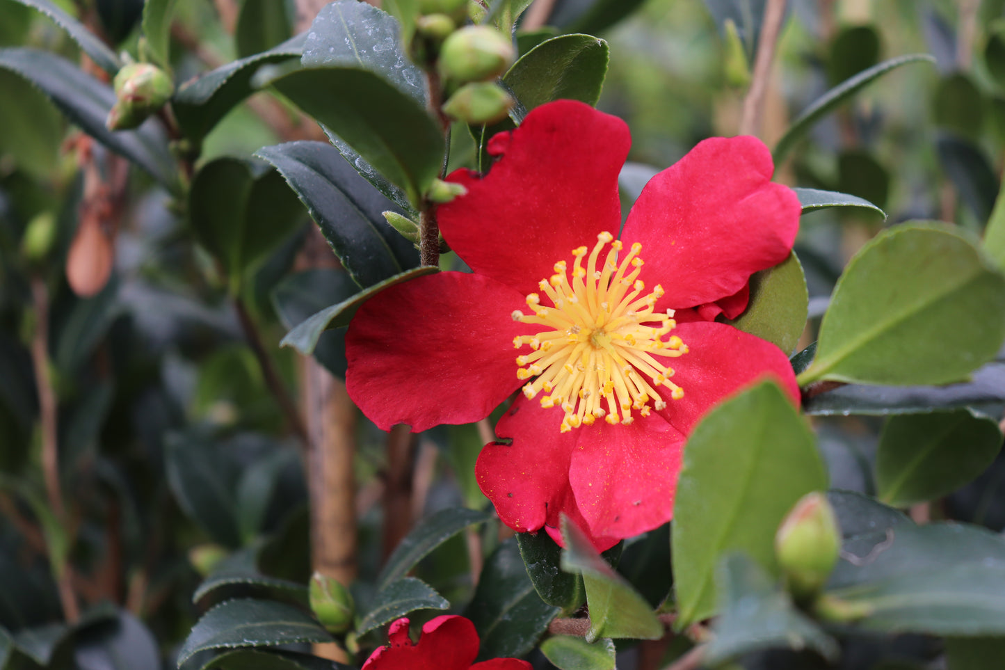 Camellia sasanqua Yuletide 3