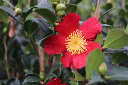 Camellia sasanqua Yuletide 3