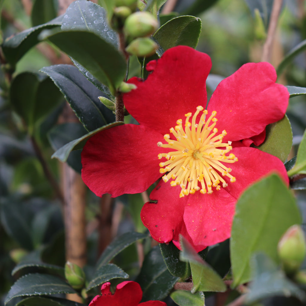 Camellia sasanqua Yuletide Image