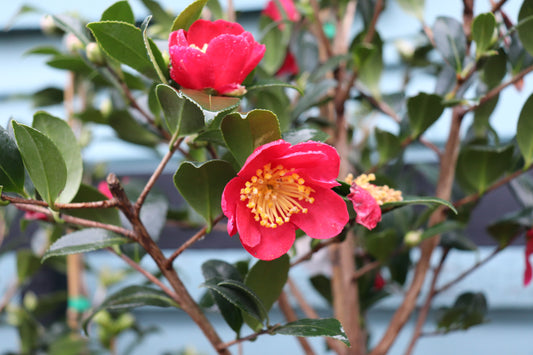 Camellia sasanqua Yuletide 5