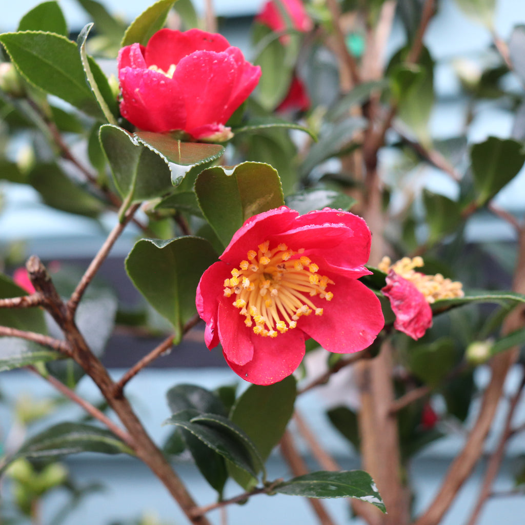 Camellia sasanqua Yuletide Image