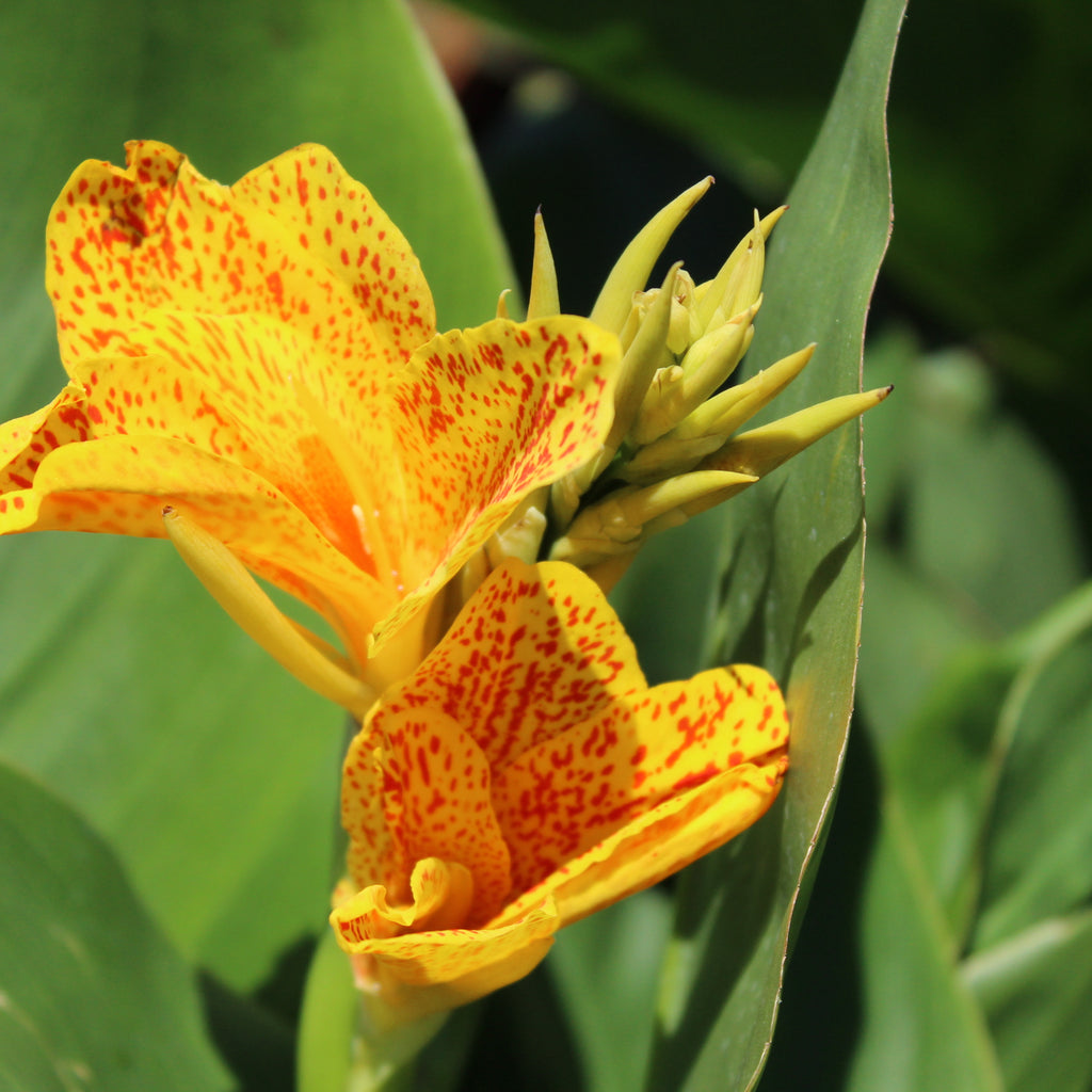 Canna Anna Gretain Image