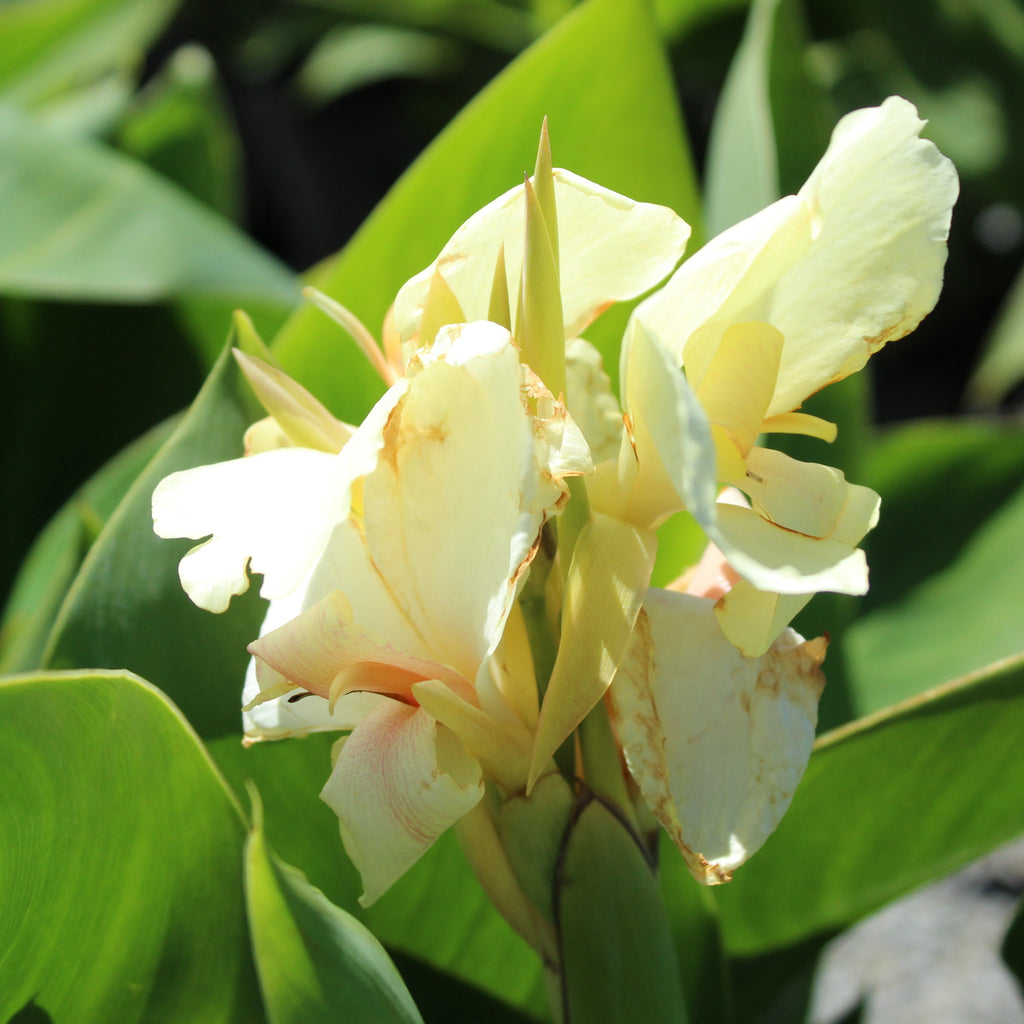 Canna Cream Ambassador Image