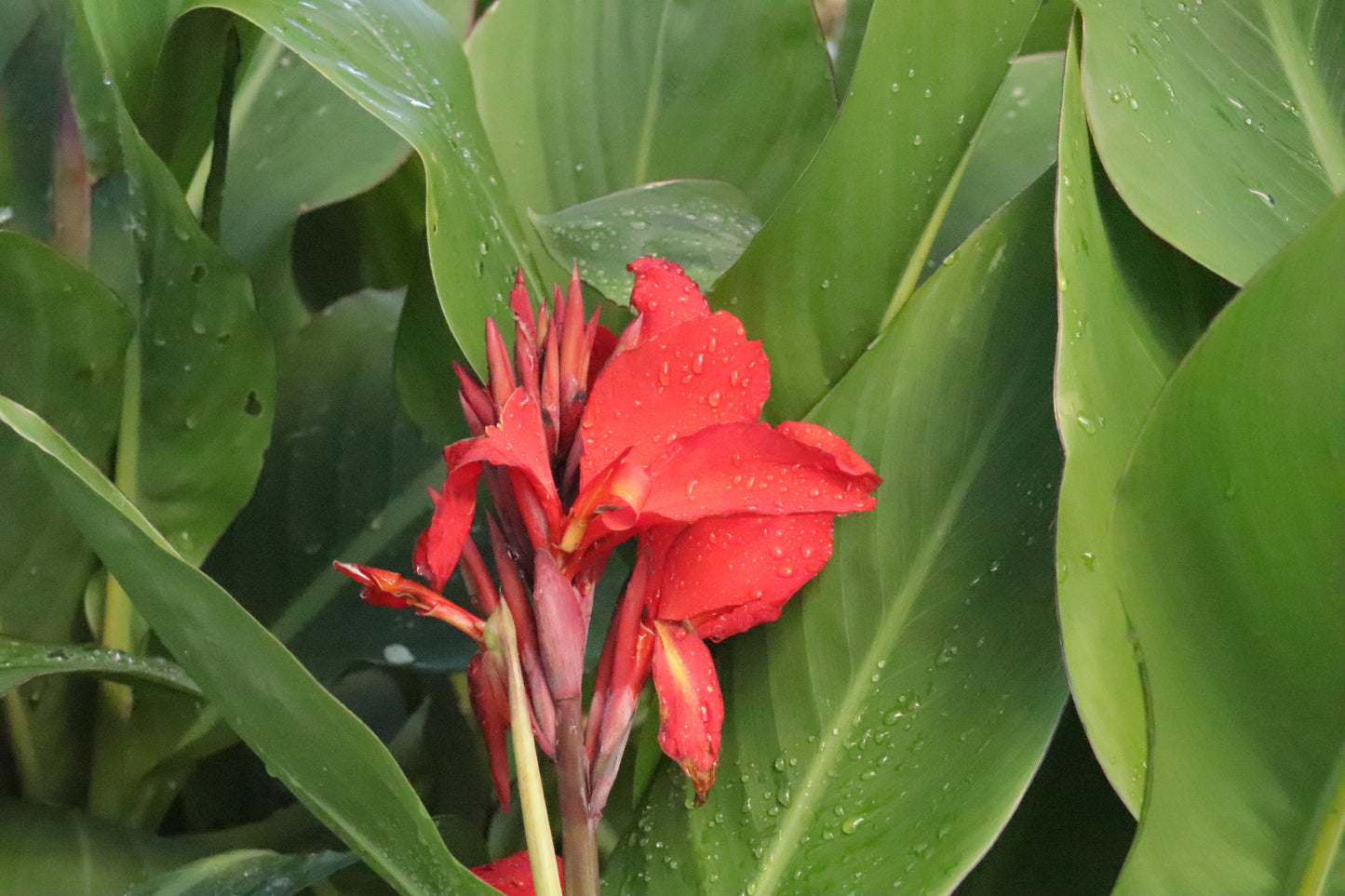 Canna Furseweld 2