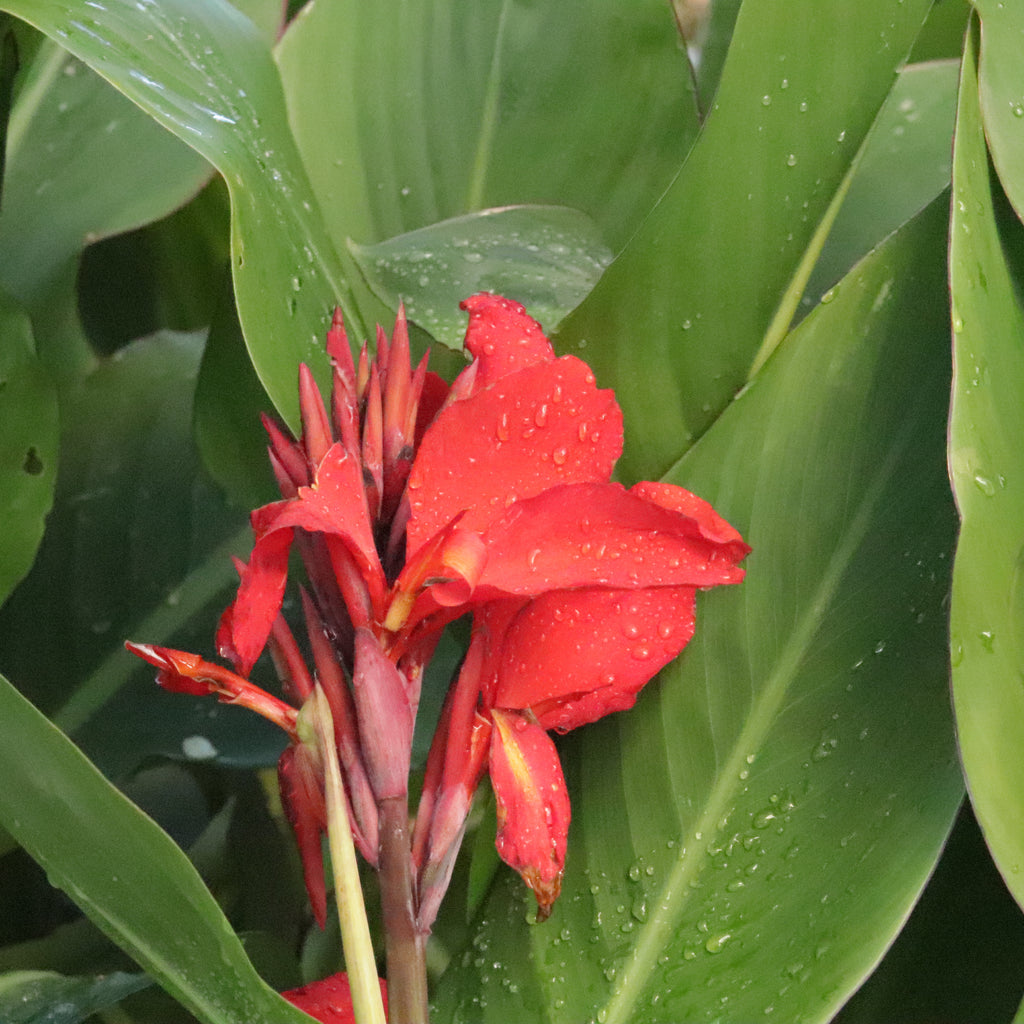 Canna Furseweld Image