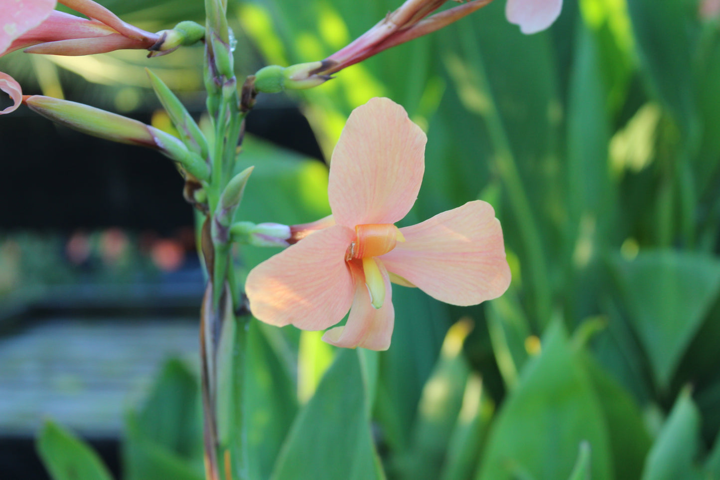 Canna Iridiflora Apricot