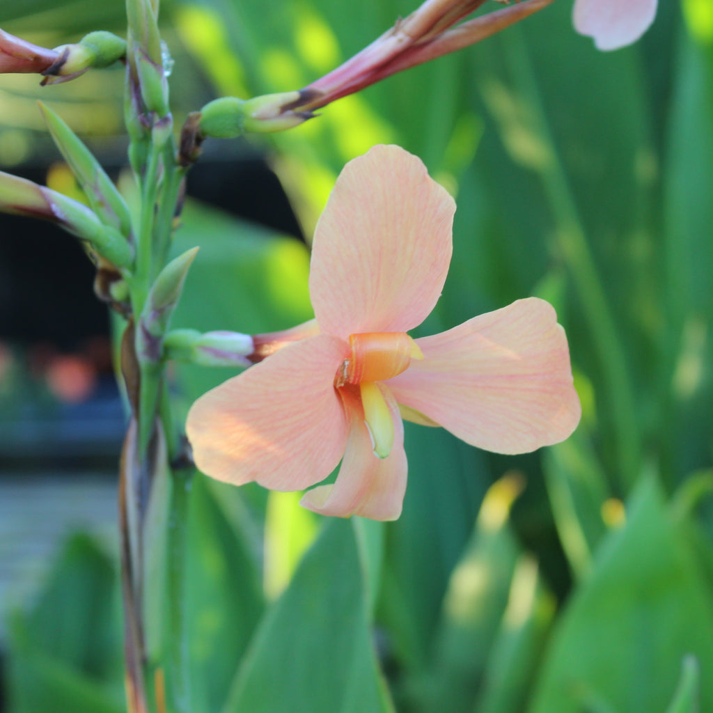 Canna Iridiflora Apricot Image