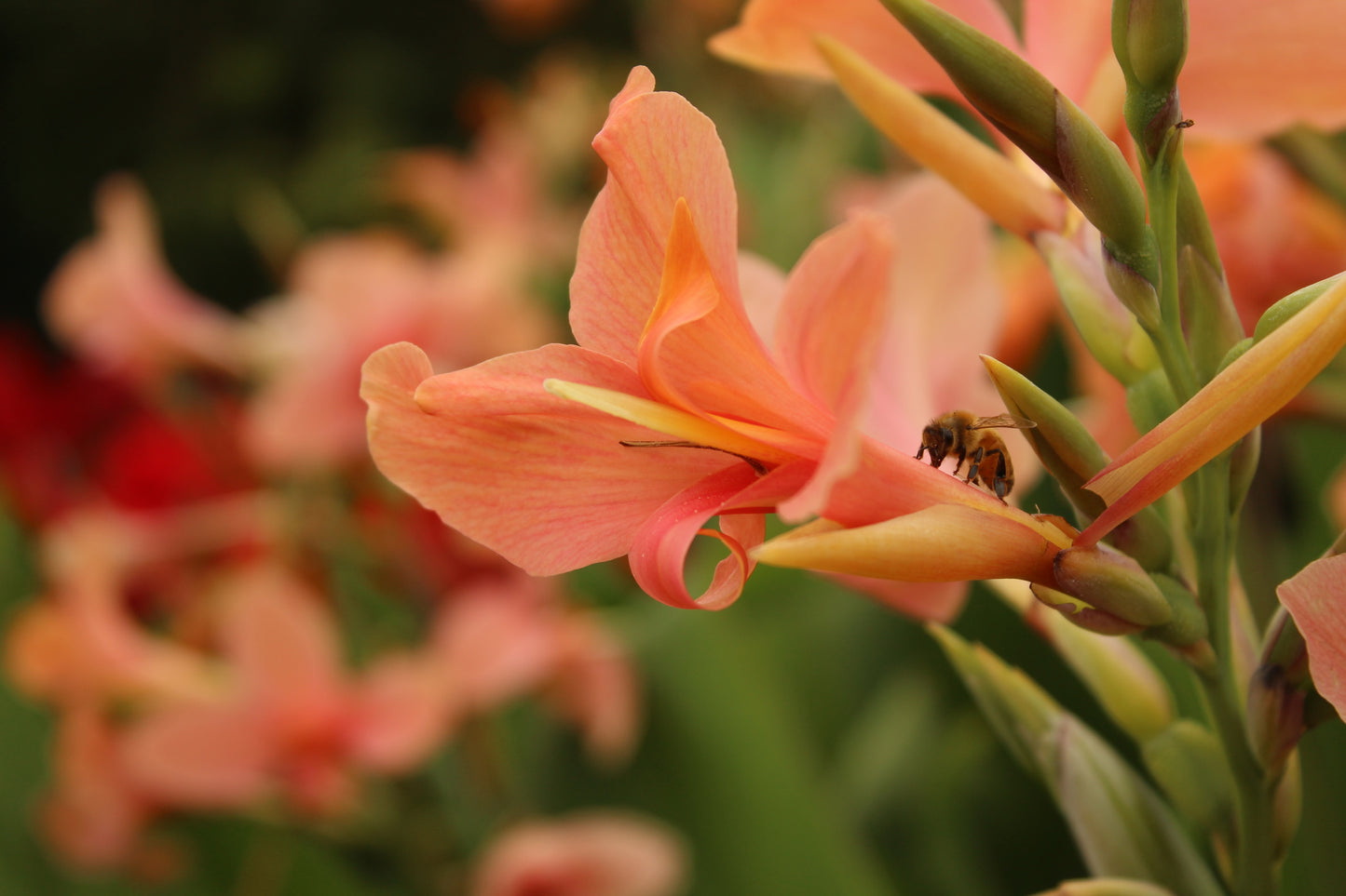Canna Iridiflora Apricot 2