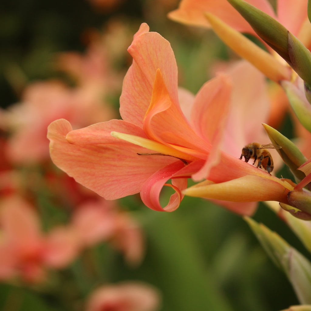 Canna Iridiflora Apricot Image