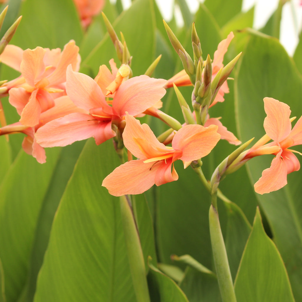Canna Iridiflora Apricot Image