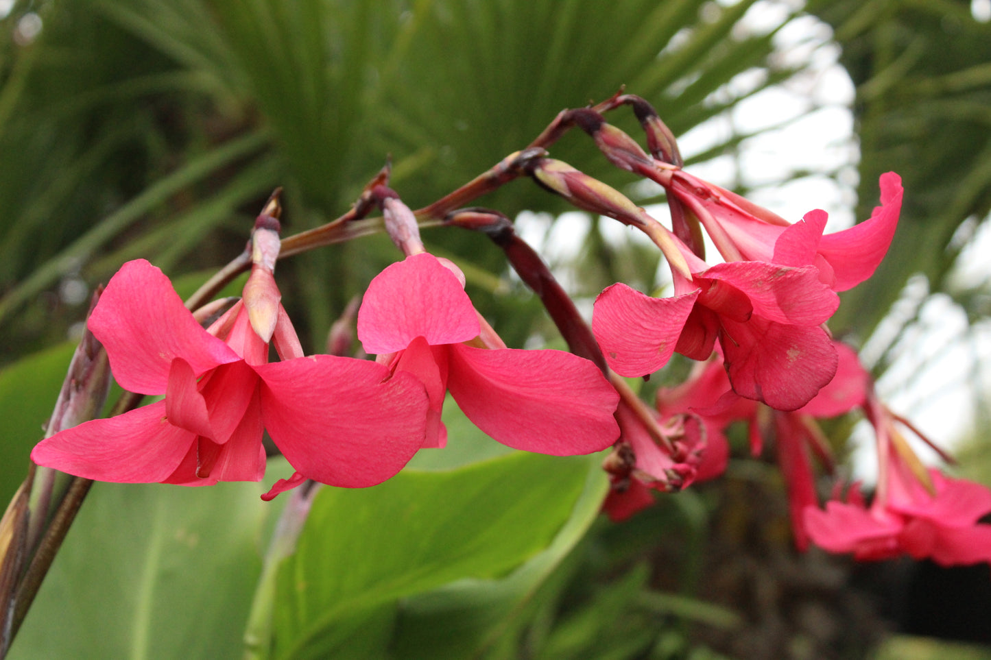 Canna Iridiflora Red